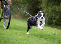 Tri Dog 2026 Saturday Bikejor